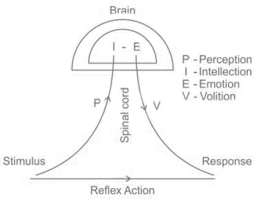 PIEV Theory Diagram